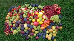 Attēlu rezultāti vaicājumam “Cynosurus cristatus fruit”