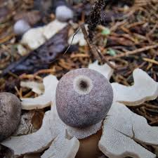 Attēlu rezultāti vaicājumam “Geastrum quadrifidum”
