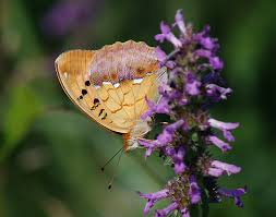 Attēlu rezultāti vaicājumam “Argynnis laodice”