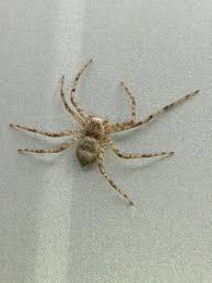 Attēlu rezultāti vaicājumam “Philodromus margaritatus”