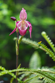 Attēlu rezultāti vaicājumam “Cypripedium calceolus flower”