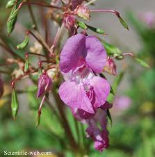 Attēlu rezultāti vaicājumam “Impatiens glandulifera leaf”