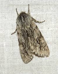 Attēlu rezultāti vaicājumam “Phalonidea permixtana”