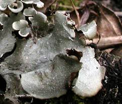 Attēlu rezultāti vaicājumam “Cetrelia olivetorum”