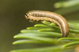 Attēlu rezultāti vaicājumam “Diprion pini female”