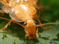 Attēlu rezultāti vaicājumam “Ectobius sylvestris female”