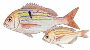 Image result for Chrysoblephus cristiceps