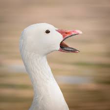 Image result for Anser caerulescens