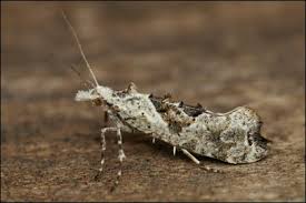 Attēlu rezultāti vaicājumam “Ypsolopha asperella”