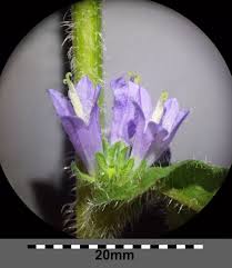 Attēlu rezultāti vaicājumam “Campanula cervicaria bud”