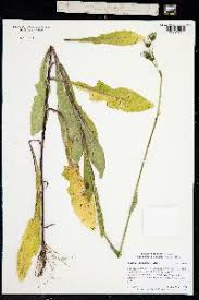 Attēlu rezultāti vaicājumam “Sonchus arvensis subsp. uliginosus bud”