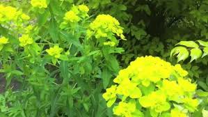 Attēlu rezultāti vaicājumam “Euphorbia palustris”