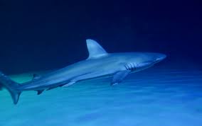 Image result for Carcharhinus galapagensis