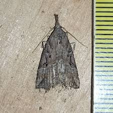 Attēlu rezultāti vaicājumam “Hypena rostralis”