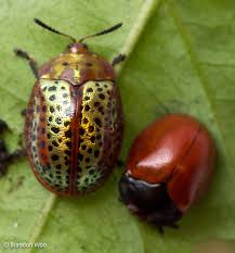 Attēlu rezultāti vaicājumam “Cribraria sp.”