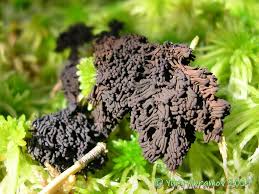 Attēlu rezultāti vaicājumam “Symphytocarpus trechisporus macro”