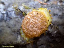 Attēlu rezultāti vaicājumam “Fuligo laevis spores”