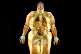 Image result for fat