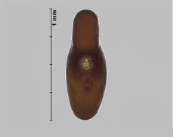 Attēlu rezultāti vaicājumam “Galega orientalis fruit”