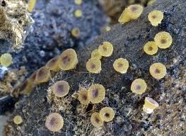 Attēlu rezultāti vaicājumam “Ascobolus furfuraceus”