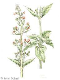 Attēlu rezultāti vaicājumam “Scrophularia umbrosa flower”