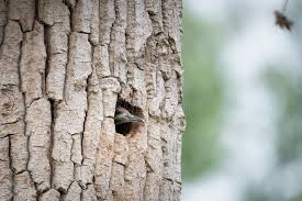 Attēlu rezultāti vaicājumam “Picus viridis nest”