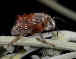 Attēlu rezultāti vaicājumam “Meloe sp. larva”