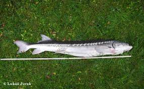 Image result for Acipenser transmontanus