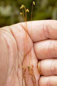 Attēlu rezultāti vaicājumam “Pohlia nutans sporophyte”