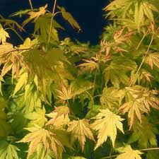 Image result for Acer palmatum `Orange Dream`