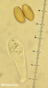 Attēlu rezultāti vaicājumam “Trichia ambigua spores”