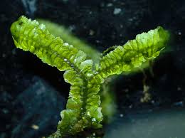 Attēlu rezultāti vaicājumam “Bazzania trilobata”