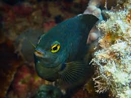 Attēlu rezultāti vaicājumam “Lophozia laxa macro”