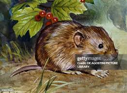 Attēlu rezultāti vaicājumam “Cricetidae”