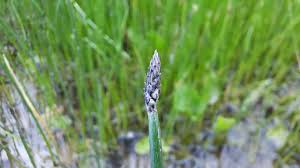 Attēlu rezultāti vaicājumam “Eleocharis palustris flower”