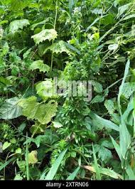 Attēlu rezultāti vaicājumam “Galium rivale leaf”