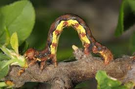 Attēlu rezultāti vaicājumam “Erannis defoliaria larva”