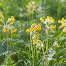 Attēlu rezultāti vaicājumam “Primula veris leaf”