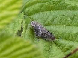 Attēlu rezultāti vaicājumam “Aphrophora alni nymph”