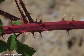 Attēlu rezultāti vaicājumam “Rubus plicatus flower”