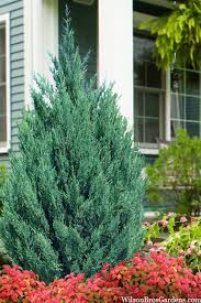 Attēlu rezultāti vaicājumam “Juniperus chinensis”