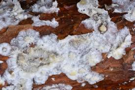 Attēlu rezultāti vaicājumam “Phlebiopsis gigantea”