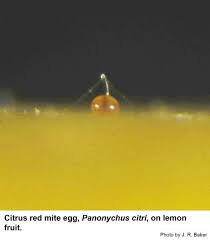 Attēlu rezultāti vaicājumam “Panonychus”