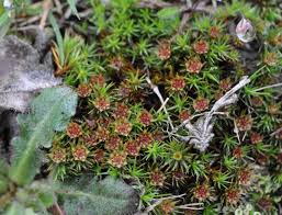 Attēlu rezultāti vaicājumam “Dicranella staphylina cells”