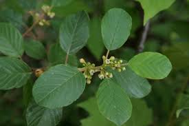 Attēlu rezultāti vaicājumam “Frangula alnus flower”