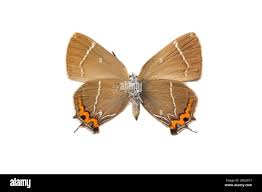 Attēlu rezultāti vaicājumam “Satyrium w-album”