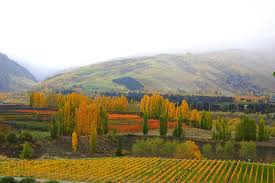 Attēlu rezultāti vaicājumam “Populus nigra Italica”