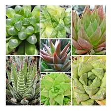 Image result for Haworthia mix