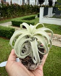 Attēlu rezultāti vaicājumam “Trichia varia sessile”