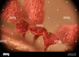 Attēlu rezultāti vaicājumam “Heterotrichia insignis (syn. Arcyria insignis) spores”